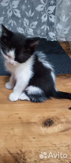 Котята в добрые руки,мальчики