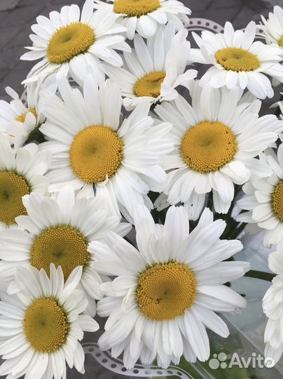 Ромашки - букеты