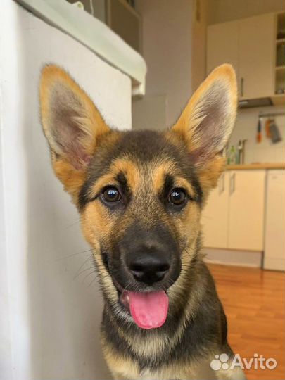 Чудесный щенок девочка