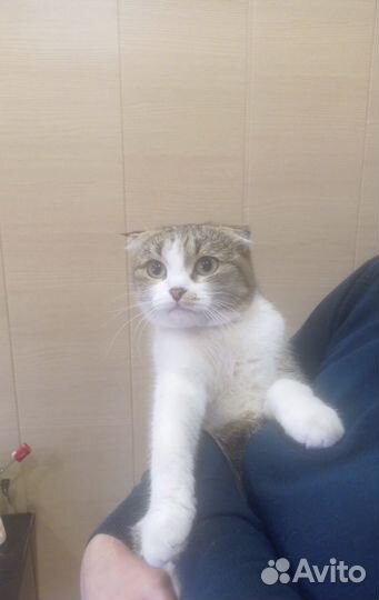 Шотландская вислоухая кошка