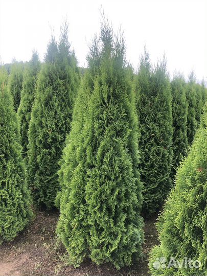 Туя Смарагд 1,8-2 м