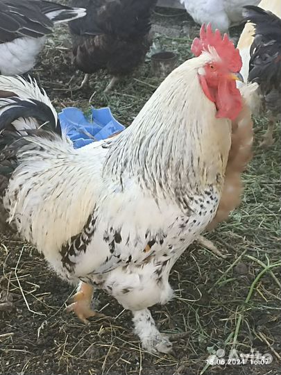 Петухи на племя