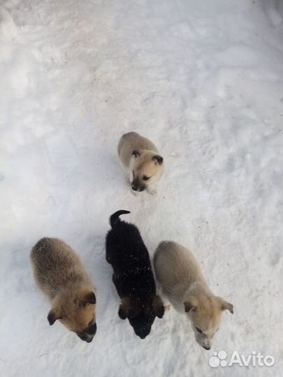 Щенки в хорошие руки