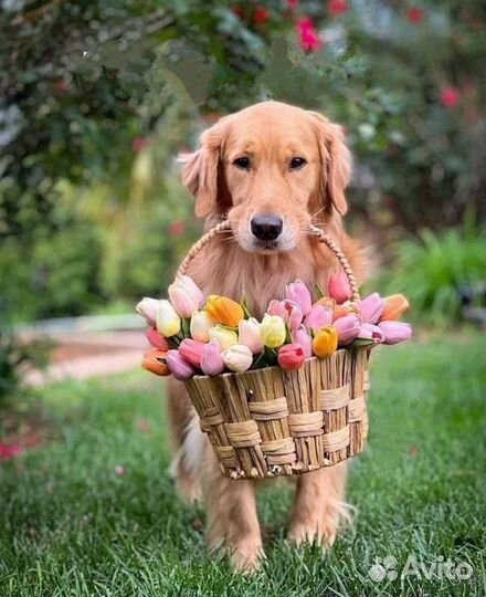 Передержка животных на время отпуска