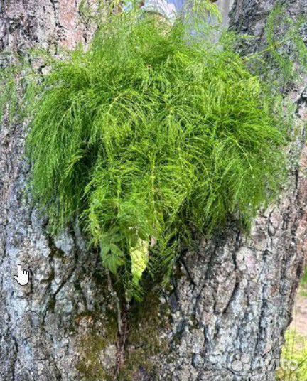 Сухие травы