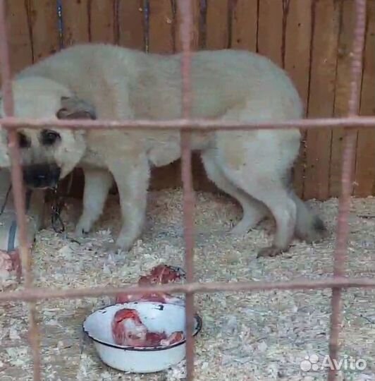 Дине нужен дом. В приюте