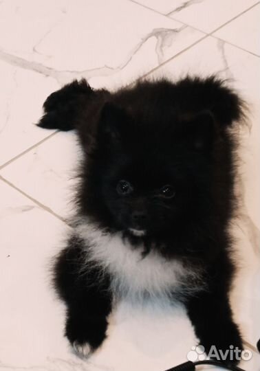 Померанский шпиц