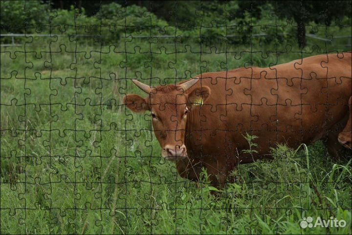 Продаю корову с телёнком