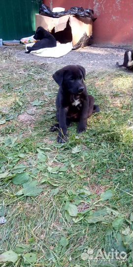 Собаки бесплатно в добрые руки