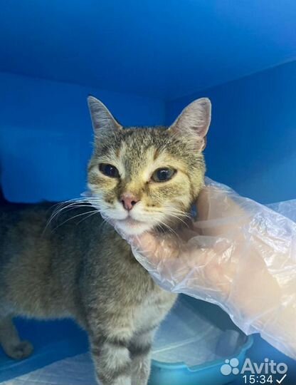 Кошка в добрые руки