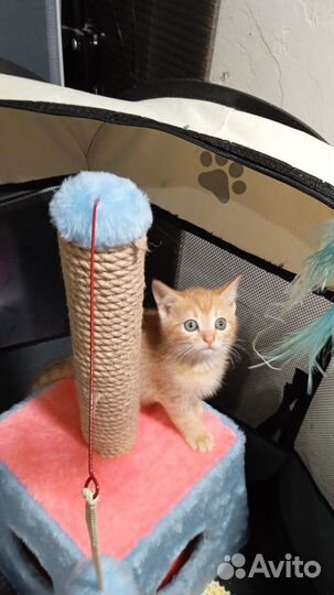 Котята.Домашние рыжики выброшены в поле. 1,5 мес