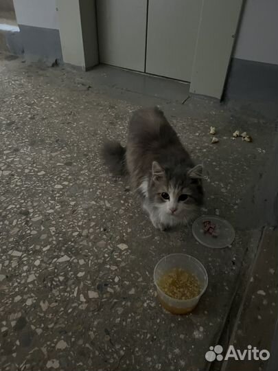 Кошки в добрые руки бесплатно. Найдена