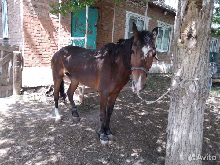 Кабыла арабская