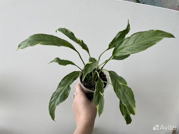 Спатифилумы сортовые