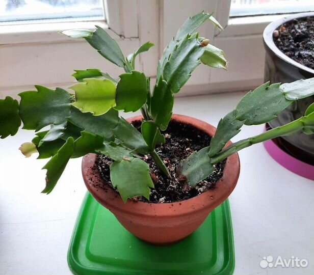 Декабрист цветущий