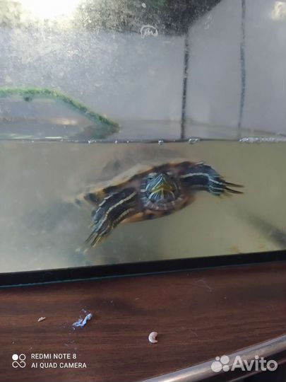 Красноухая черепаха с аквариумом
