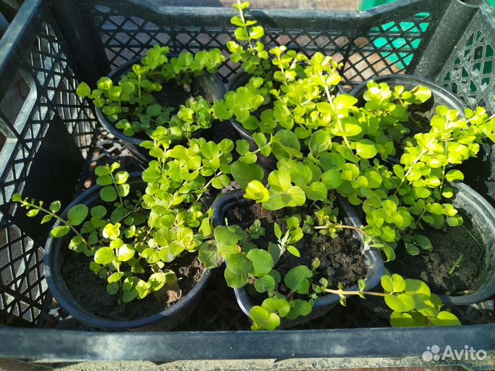 Вербейник монетчатый голд