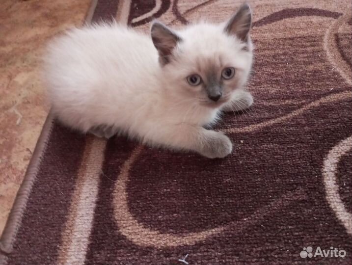 Котенок девочка в добрые руки