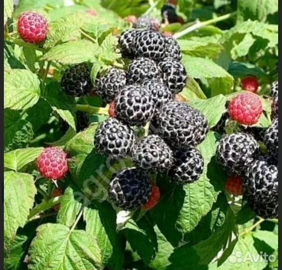 Саженцы малины Кумберленд