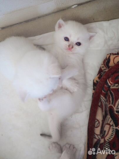 Британские котята серебристая шиншилла ns1133