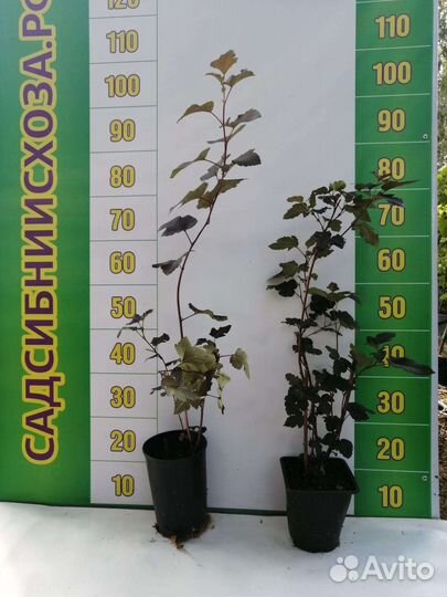 Саженцы пузыреплодника