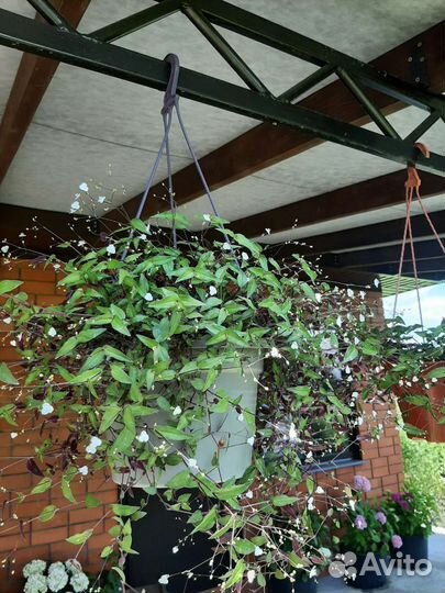 Традесканция гибазис (фата невесты)