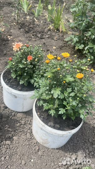 Хризантемы мультифлора