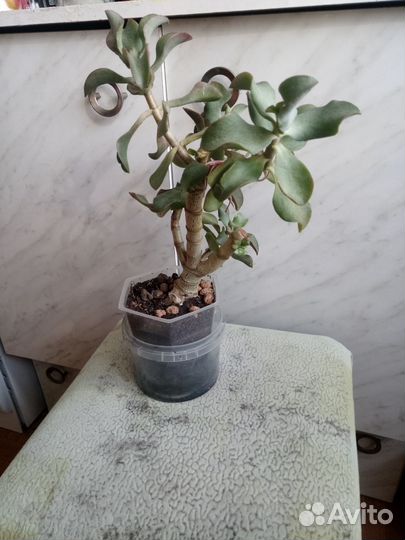 Толстянка бонсай