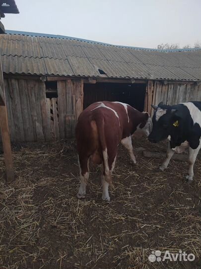 Быки на племя