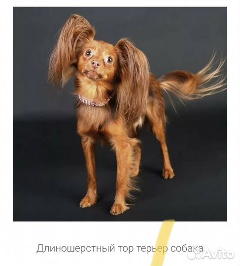 Комбинезон для собаки, и игрушки