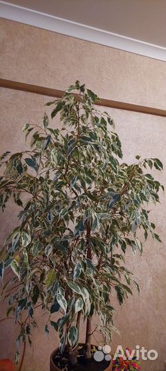 Фикус бенджамина