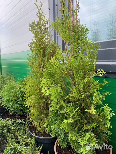 Саженцы хвойных: Туи, Ели, Можжевельник