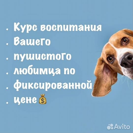 Услуги кинолога для собак. Лучший результат