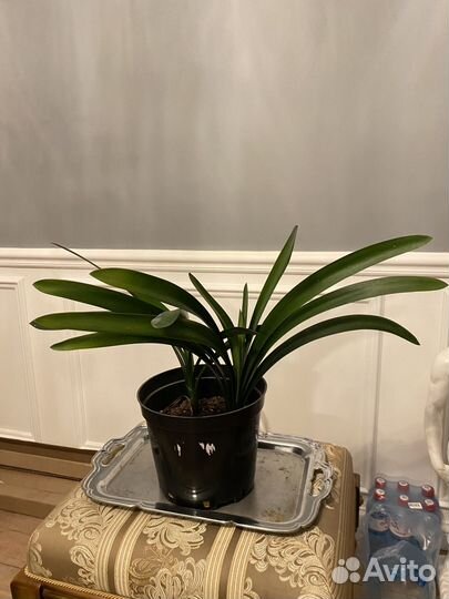 Кливия оранжевая