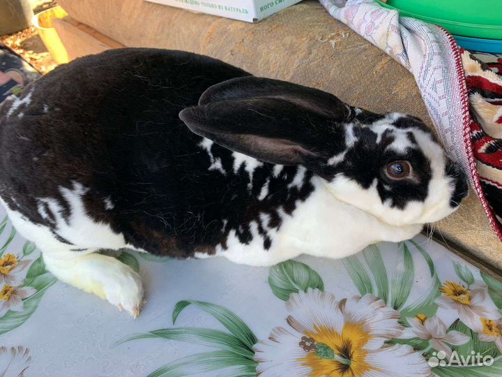 Кролики породы Рэкс