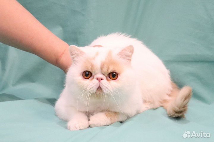 Персы и экзоты из питомника