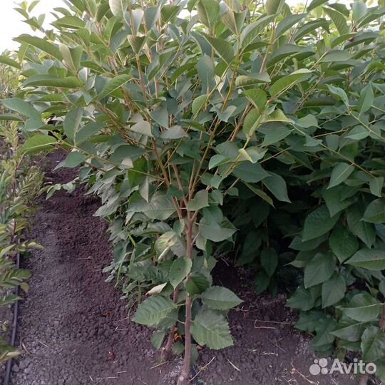 Саженцы плодовых, роз и другие