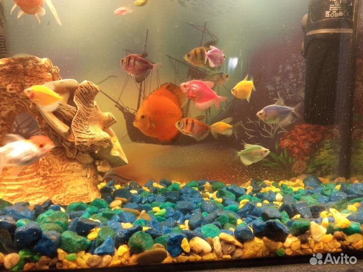 Аквариум с рыбами