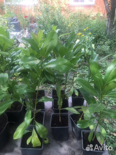 Магнолия грандифлора