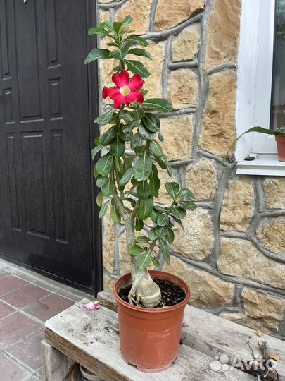 Адениум взрослый
