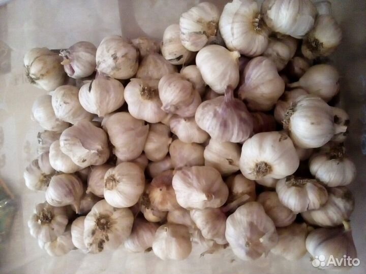 Яровой чеснок