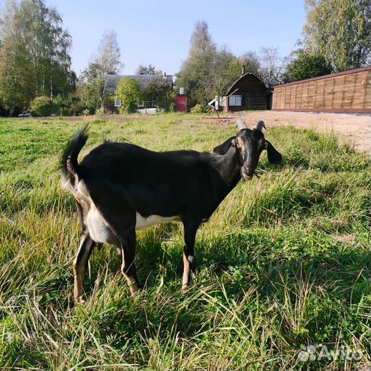 Нубийские козы