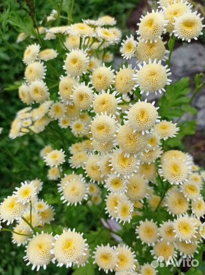 Многолетники для сада