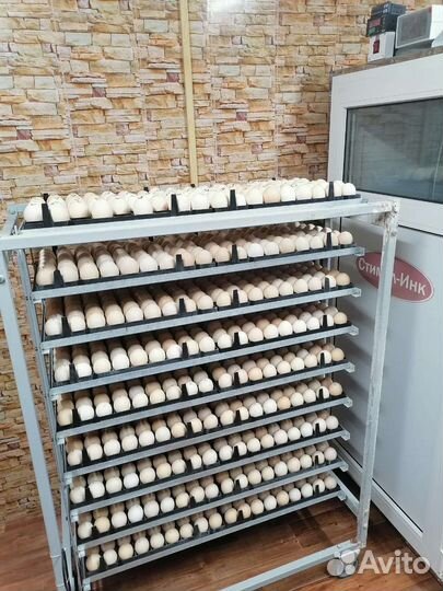 Инкубационное яйцо