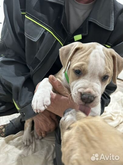 Собака стаффорд щенки