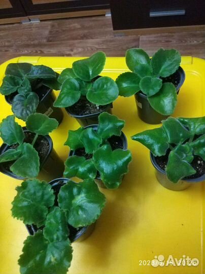 Детки, листья укоренённые с детками и без деток