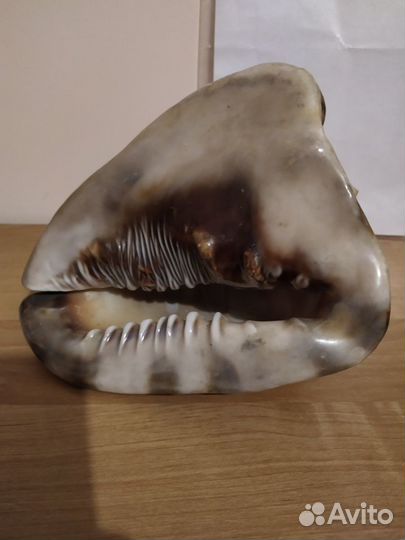 Океанская раковина