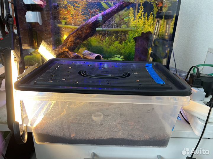 Гекон полупалый