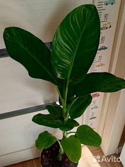 Диффенбахия, спатифиллум