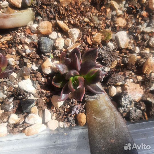 Суккуленты эхеверия Чёрный рыцарь